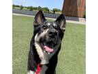 Adopt Harley a Black Husky / Mixed Breed (Medium) / Mixed (short coat) dog in