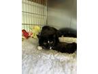 Adopt Dottie a All Black Domestic Mediumhair / Mixed Breed (Medium) / Mixed