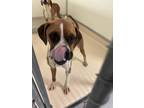 Adopt Ruby a Brown/Chocolate Boxer / Mixed Breed (Medium) / Mixed (short coat)