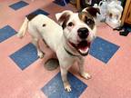Adopt MR. PEABODY a White Australian Cattle Dog / Mixed Breed (Medium) / Mixed