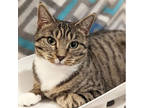 Adopt Ella a Brown Tabby Domestic Shorthair / Mixed Breed (Medium) / Mixed