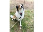 Adopt Sebastian a Collie