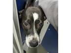 Adopt Daisy a Black Plott Hound / Mixed Breed (Medium) / Mixed (short coat) dog