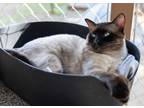 Adopt Walnut a White Siamese / Mixed Breed (Medium) / Mixed (short coat) cat in