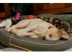 Adopt Fiona a Brindle Labrador Retriever / Mixed Breed (Medium) / Mixed (short