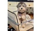 Adopt Solo a White Miniature Poodle / Miniature Schnauzer / Mixed dog in Wake