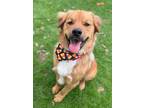 Adopt Smiley a Red/Golden/Orange/Chestnut - with White Golden Retriever / Mixed