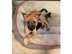 Adopt Birdie a Red/Golden/Orange/Chestnut - with White Labrador Retriever / Blue