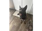 Adopt Drakeo a Black - with Tan, Yellow or Fawn Dutch Shepherd / Mixed dog in