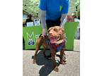 Adopt Brantley a American Pit Bull Terrier / Mixed dog in Mobile, AL (40737257)