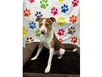 Adopt Butterscotch a American Pit Bull Terrier / Australian Shepherd / Mixed dog