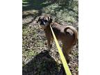Adopt Curly a Tricolor (Tan/Brown & Black & White) Pug / Spaniel (Unknown Type)