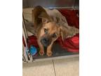 Adopt Carmen a Brown/Chocolate - with Black Labrador Retriever / Blue Heeler /