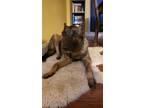 Adopt Gypsy a Black - with Tan, Yellow or Fawn Belgian Malinois / German