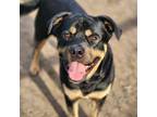 Adopt MARCEL a Black - with Brown, Red, Golden, Orange or Chestnut Rottweiler /