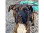 Adopt RITA a Brindle - with White Mastiff / Mixed dog in Indianapolis