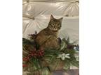 Adopt Twizzler a Brown Tabby American Shorthair (short coat) cat in Mount Airy