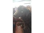 Adopt Diamond a Brown/Chocolate - with White Australian Shepherd / Mixed dog in