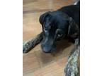 Adopt Mini Moose a Brindle - with White Feist / Labrador Retriever / Mixed dog