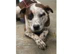 Adopt Floyd a Brown/Chocolate Australian Cattle Dog / Mixed Breed (Medium) /