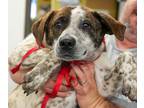 Adopt Flora a Brown/Chocolate Australian Cattle Dog / Mixed Breed (Medium) /