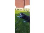 Adopt Luna a Black - with White Pointer / Australian Shepherd / Mixed dog in