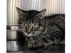 Adopt Chai a Brown Tabby Domestic Shorthair / Mixed Breed (Medium) / Mixed