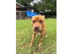 Adopt Fenn a Brindle American Pit Bull Terrier / Mixed Breed (Medium) / Mixed