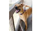Adopt Chip a Tan/Yellow/Fawn Black Mouth Cur / Mixed Breed (Medium) / Mixed