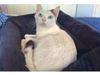 Adopt Shiner a White (Mostly) Domestic Shorthair (short coat) cat in Highlands