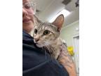 Adopt Blackberry a Brown Tabby Domestic Shorthair / Mixed Breed (Medium) / Mixed