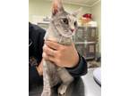 Adopt Fig a Gray or Blue Domestic Shorthair / Mixed Breed (Medium) / Mixed
