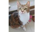 Adopt Dandelion a Brown Tabby Domestic Shorthair / Mixed Breed (Medium) / Mixed