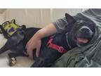 Adopt Monty a Black American Pit Bull Terrier / Mixed Breed (Medium) / Mixed