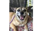 Adopt Luna a Brown/Chocolate - with Black Australian Cattle Dog / Mixed dog in