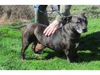 Adopt Zeus a Brindle Boston Terrier / Mixed dog in Trenton, NJ (39444917)