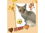 Adopt Denny a Cream or Ivory (Mostly) Siamese (short coat) cat in Harrisburg