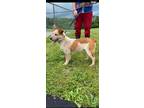 Adopt Silva a Red/Golden/Orange/Chestnut Australian Cattle Dog / Mixed dog in