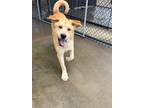 Adopt Cupid a Tan/Yellow/Fawn Great Pyrenees / Labrador Retriever / Mixed dog in