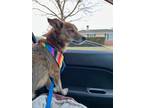 Adopt Dio a Tan/Yellow/Fawn Terrier (Unknown Type, Small) / Mixed Breed (Medium)