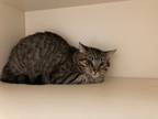Adopt Tiger a Brown Tabby Domestic Shorthair / Mixed Breed (Medium) / Mixed
