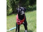 Adopt Haze a Black - with White Australian Cattle Dog / Mixed Breed (Medium) /