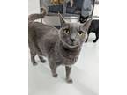 Adopt Ash a Gray or Blue Russian Blue (short coat) cat in West Palm Beach
