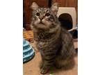 Adopt Tabby a Gray, Blue or Silver Tabby Maine Coon / Mixed (long coat) cat in