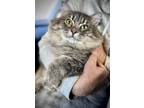 Adopt Percy a Gray, Blue or Silver Tabby Maine Coon / Mixed (long coat) cat in
