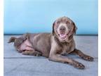 Adopt TYSON a Weimaraner / Labrador Retriever / Mixed dog in Pasadena