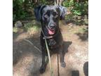 Adopt Loki a Black Labrador Retriever