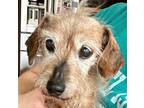 Adopt Lola a Tan/Yellow/Fawn Dachshund / Mixed dog in Indianapolis