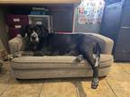 Adopt Ruby a Black German Shorthaired Pointer / Mixed Breed (Medium) / Mixed