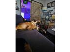 Adopt Dodger a Tan/Yellow/Fawn Husky / Collie / Mixed dog in Hoodsport